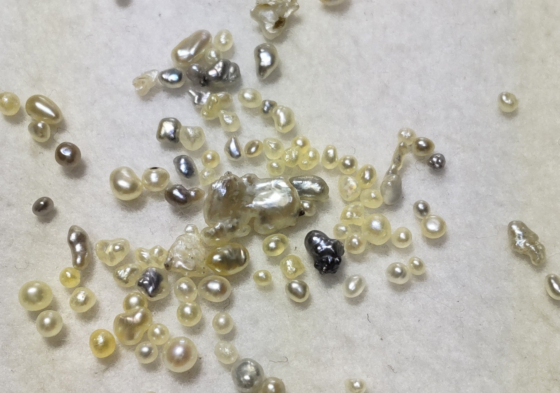 Pearl Sorting Baby pearl sorting – Yamashita-Pearl