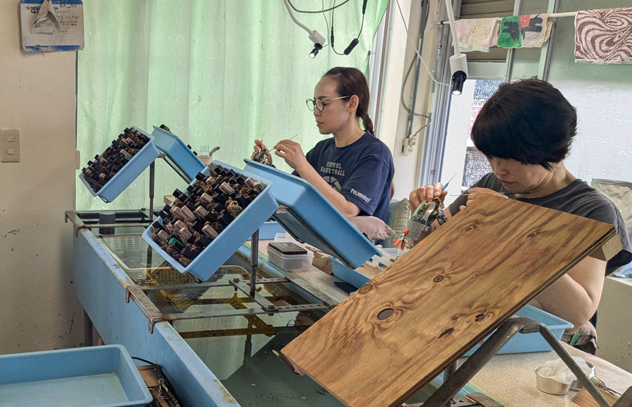A様専用　教材用あこや貝
